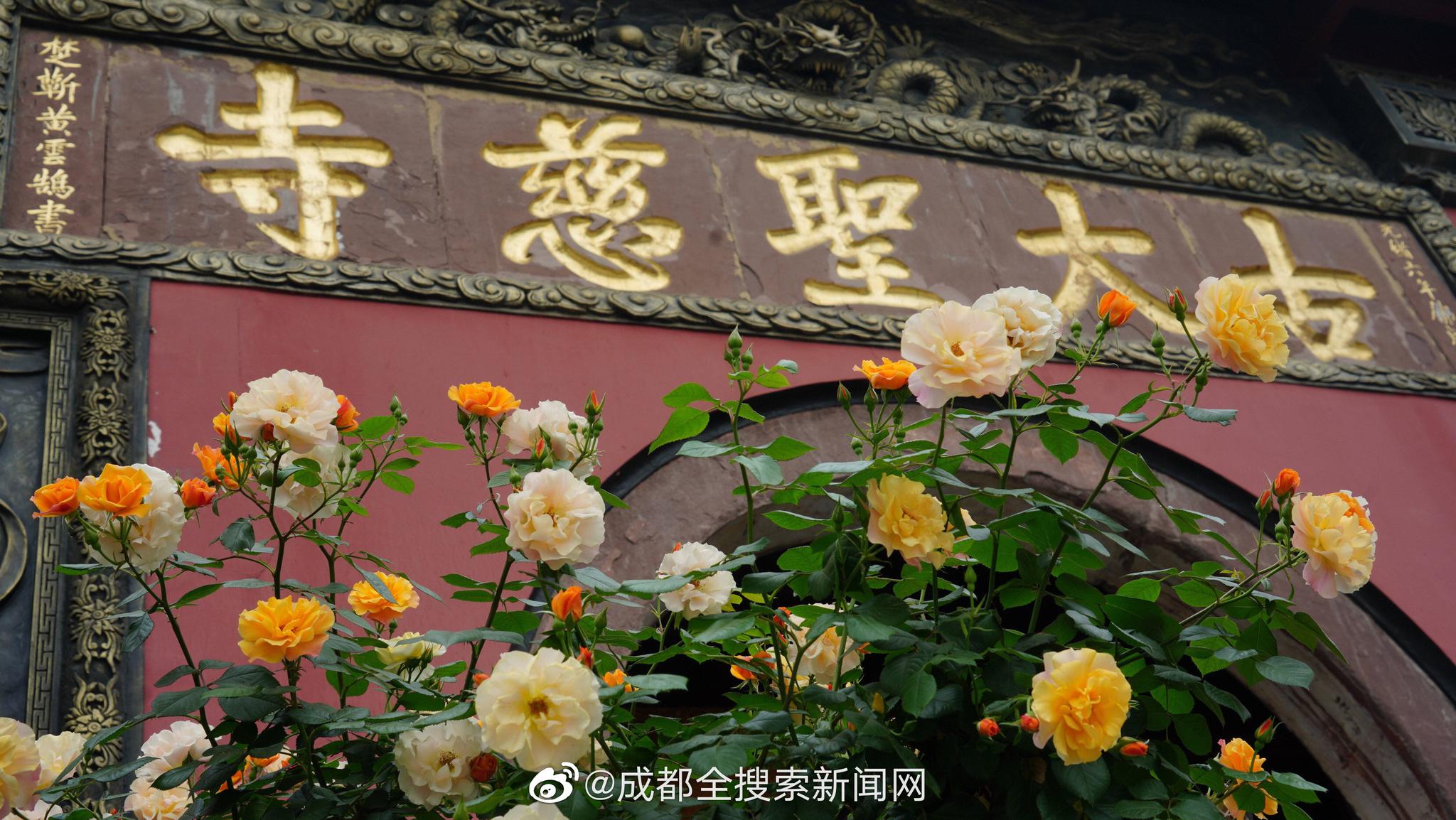 吾岸泰劇免費(fèi)播放