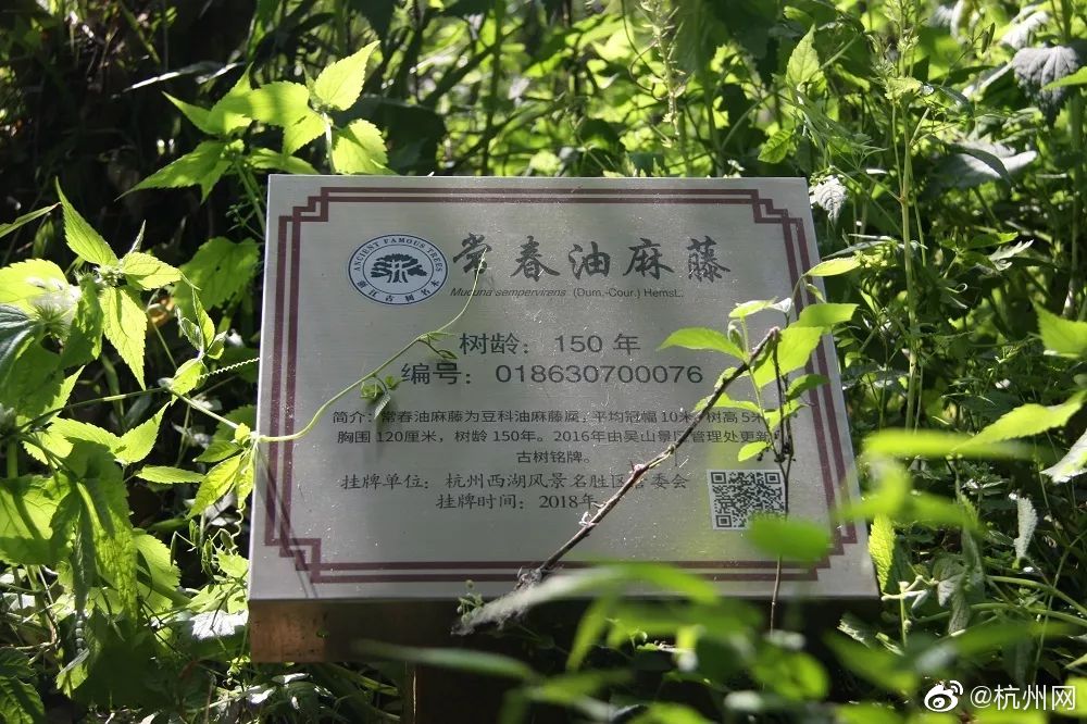 80小說網站TXT八零奇書網