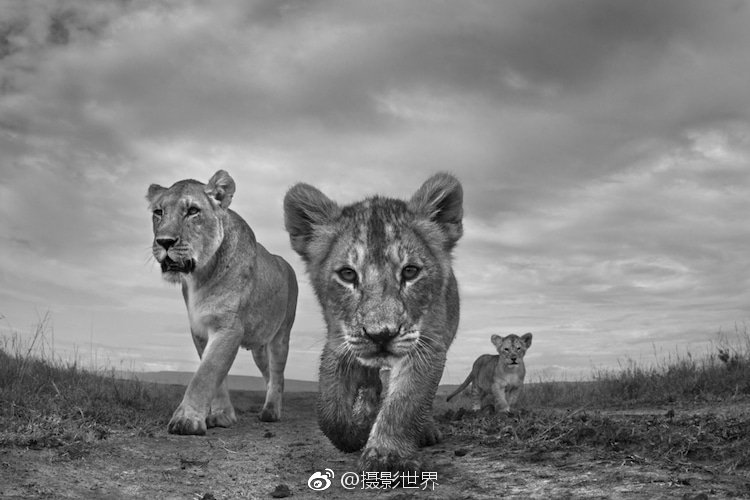 《奪君(彎掰直)》講的什么